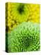 Green and yellow Chrysanthemums-Clive Nichols-Premier Image Canvas