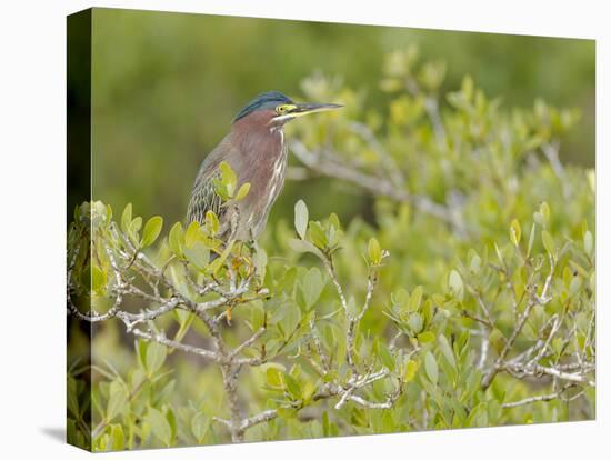 Green-backed heron among red mangroves, Merritt Island National Wildlife Refuge, Florida-Maresa Pryor-Premier Image Canvas