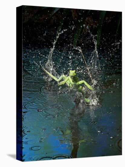 Green Basilisk or Plumed Basilisk Running on Water (Basiliscus Plumifrons), Costa Rica-Andres Morya Hinojosa-Premier Image Canvas