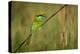 green bee-eater calling, portrait, nepal-karine aigner-Premier Image Canvas