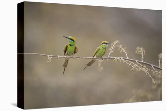 Green Bee Eater, Ranthambhore National Park, Rajasthan, India, Asia-Janette Hill-Premier Image Canvas