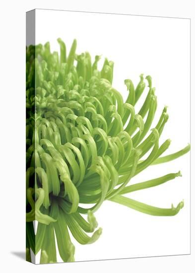 Green Bloom 4-Jenny Kraft-Stretched Canvas