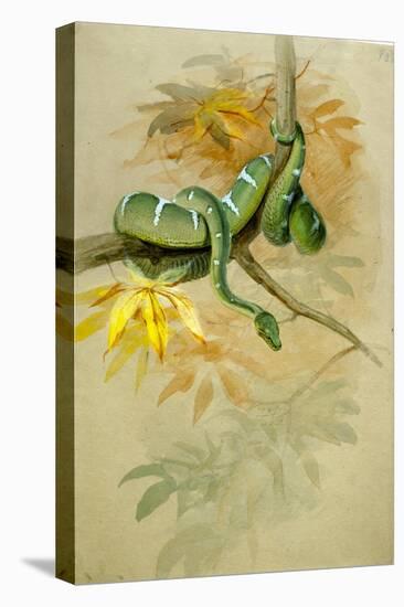 Green Boa-Joseph Wolf-Premier Image Canvas