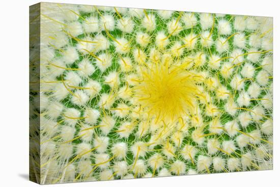 Green Cactus and Yellow Prickles (Very Largly).-Ruslan Grechka-Premier Image Canvas