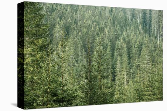 Green Coniferous Forest with Old Spruce, Fir and Pine Trees-zlikovec-Premier Image Canvas