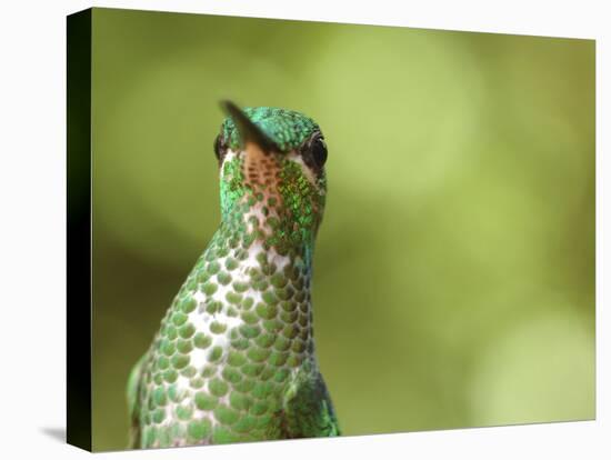 Green Crowned Brilliant Hummingbird, Costa Rica-Edwin Giesbers-Premier Image Canvas