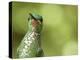 Green Crowned Brilliant Hummingbird, Costa Rica-Edwin Giesbers-Premier Image Canvas