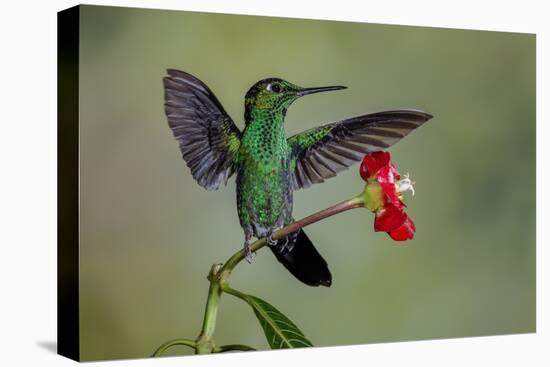 Green Crowned Brilliant hummingbird, Costa Rica-Adam Jones-Premier Image Canvas