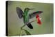 Green Crowned Brilliant hummingbird, Costa Rica-Adam Jones-Premier Image Canvas