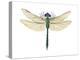 Green Darner Dragonfly (Anax Junius), Insects-Encyclopaedia Britannica-Stretched Canvas