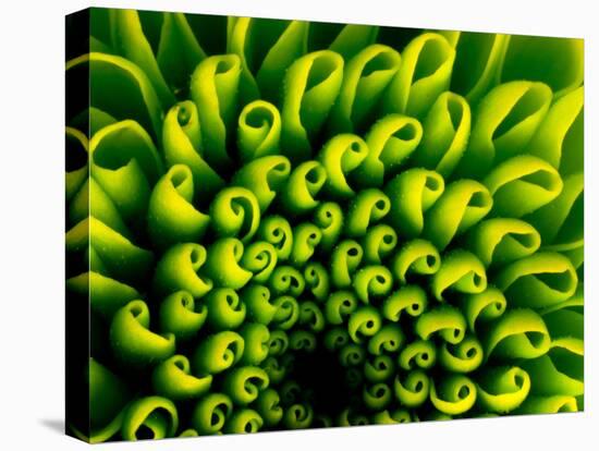 Green Design-PhotoINC-Premier Image Canvas
