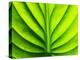 Green Design-PhotoINC-Premier Image Canvas