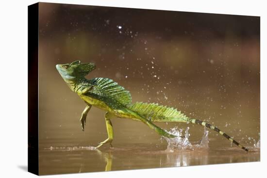 Green - Double-Crested Basilisk (Basiliscus Plumifrons) Running Across Water Surface-Bence Mate-Premier Image Canvas