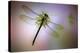 Green Dragonfly-Jimmy Hoffman-Stretched Canvas