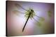 Green Dragonfly-Jimmy Hoffman-Stretched Canvas