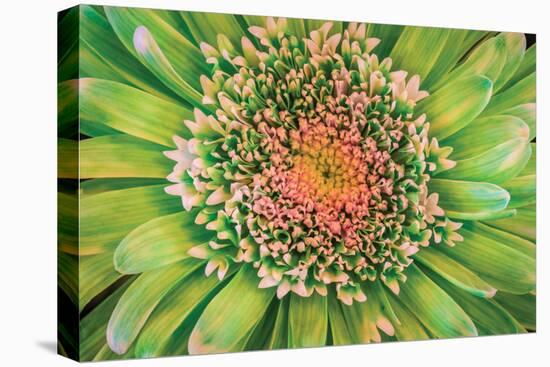 Green Flower-Kathy Mahan-Premier Image Canvas