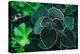 Green Foliage-null-Stretched Canvas