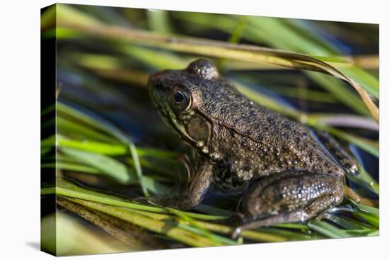 Green frog in the grass by Mattawamkeag River in Wytipitlock, Maine.-Jerry & Marcy Monkman-Premier Image Canvas