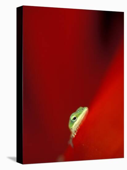 Green Gecko on Red Agave, Maui, Hawaii, USA-Brent Bergherm-Premier Image Canvas