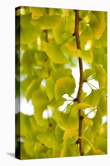 Green Gingko-Philippe Sainte-Laudy-Premier Image Canvas