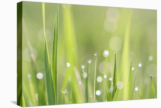 Green Grass-Yanika-Stretched Canvas