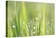 Green Grass-Yanika-Stretched Canvas