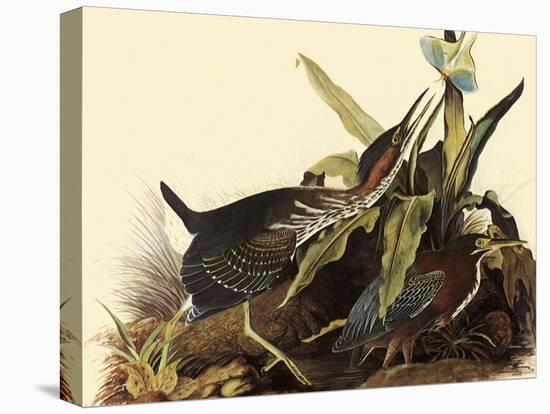 Green Herons-John James Audubon-Premier Image Canvas