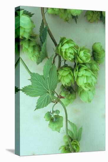 Green Hops-Den Reader-Premier Image Canvas