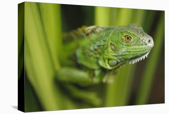 Green Iguana amid green leaves, Roatan Island, Honduras-Tim Fitzharris-Stretched Canvas