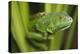 Green Iguana amid green leaves, Roatan Island, Honduras-Tim Fitzharris-Stretched Canvas