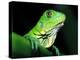 Green Iguana, Borro Colorado Island, Panama-Christian Ziegler-Premier Image Canvas