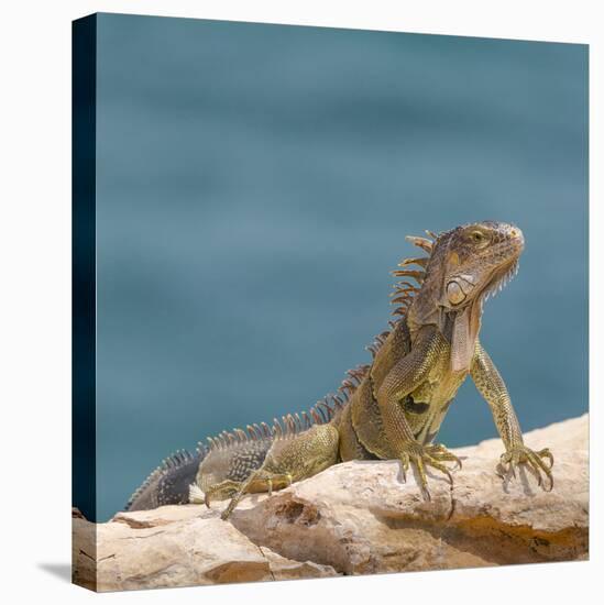 Green iguana, Cabo Rojo cliffs, Cabo Rojo National Wildlife Refuge, Puerto Rico-Maresa Pryor-Premier Image Canvas