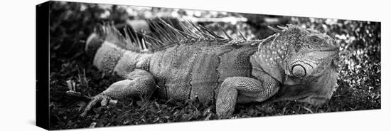 Green Iguana - Florida-Philippe Hugonnard-Premier Image Canvas