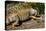 Green Iguana, Iguana Iguana, Grassy Key, Florida, United States of America, North America-Michael Runkel-Premier Image Canvas