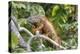 Green Iguana (Iguana Iguana), Green Iguana Project, San Ignacio, Belize, Central America-Richard Maschmeyer-Premier Image Canvas