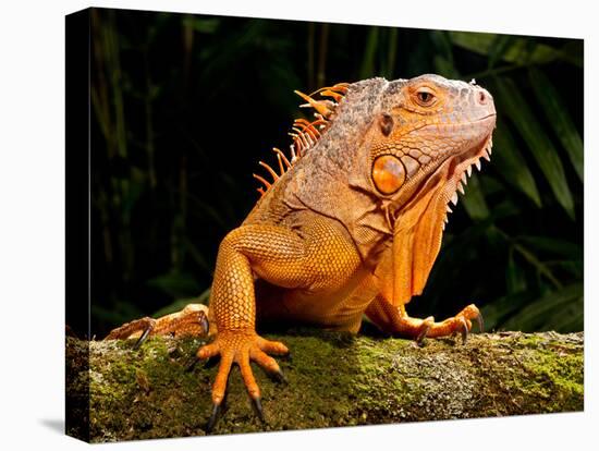 Green Iguana, Iguana Iguana, Native to Mexico and Central America-David Northcott-Premier Image Canvas