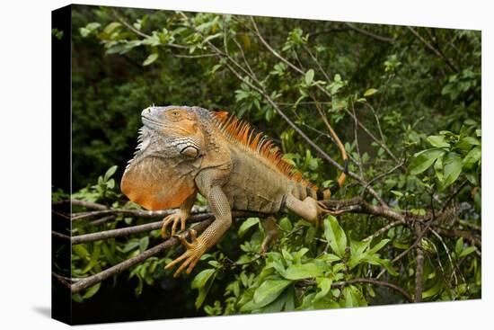 Green Iguana in a Tree in Costa Rica-Paul Souders-Premier Image Canvas