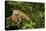 Green Iguana in a Tree in Costa Rica-Paul Souders-Premier Image Canvas