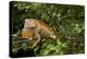 Green Iguana in a Tree in Costa Rica-Paul Souders-Premier Image Canvas