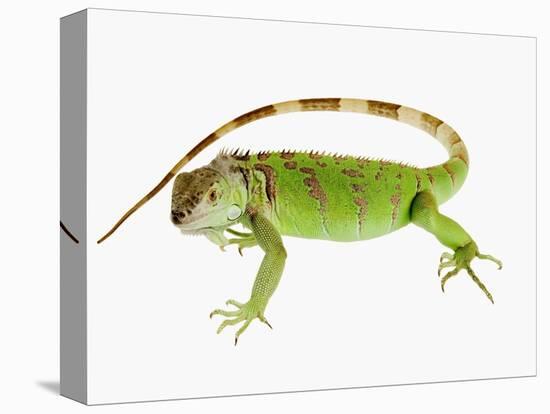 Green Iguana-Martin Harvey-Premier Image Canvas