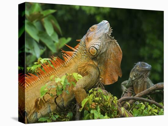 Green Iguanas (Iguana Iguana), Costa Rica-Andres Morya Hinojosa-Premier Image Canvas