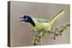 Green Jay (Cyanocorax yncas) adult calling-Larry Ditto-Premier Image Canvas