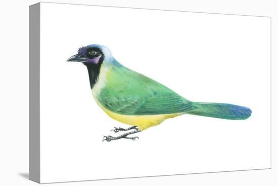 Green Jay (Cyanocorax Yncas), Birds-Encyclopaedia Britannica-Stretched Canvas
