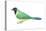 Green Jay (Cyanocorax Yncas), Birds-Encyclopaedia Britannica-Stretched Canvas