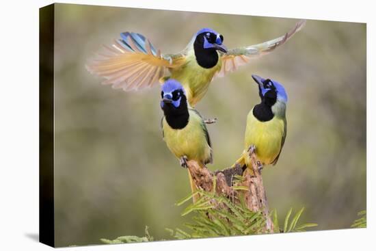 Green Jay, Cyanocorax Yncas, fighting for a perch-Larry Ditto-Premier Image Canvas