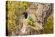 Green Jay (Cyanocorax yncas) perched-Larry Ditto-Premier Image Canvas