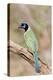 Green Jay in Tree Starr, Texas, Usa-Richard ans Susan Day-Premier Image Canvas