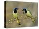 Green Jay Pair, Texas, USA-Rolf Nussbaumer-Premier Image Canvas