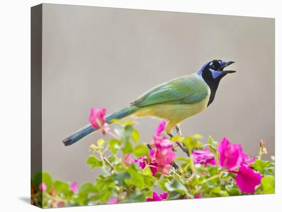 Green Jay Perched in Bougainvillea Flowers, Texas, USA-Larry Ditto-Premier Image Canvas