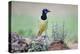 Green Jay perched in wildflowers-Larry Ditto-Premier Image Canvas